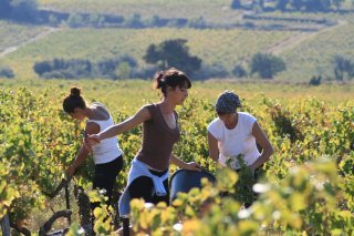 Agriculture/viticulture